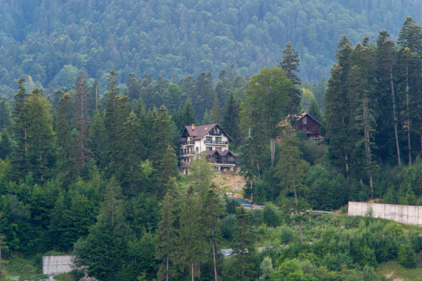 森林在罗马尼亚图片下载