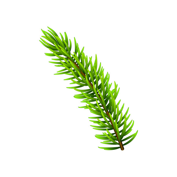 矢量插图在圣诞节树枝孤立在白色。松树/冷杉枝。可以用于圣诞节，新年和冬天的装饰。图片下载