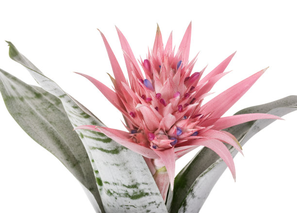 艾奇米亚·法西亚塔图片下载