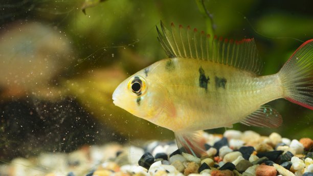 水族馆中的热带慈鲷科鱼图片下载