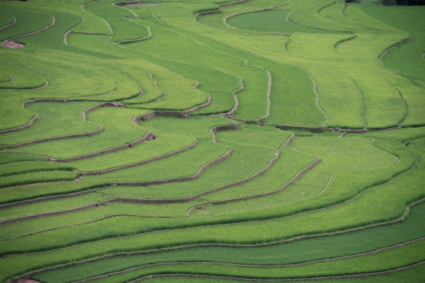 越南北部的稻田图片下载