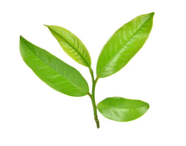 在白色背景上分离的绿茶lea图片下载