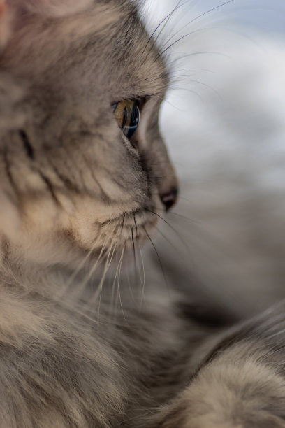 一只猫的侧面照片图片下载