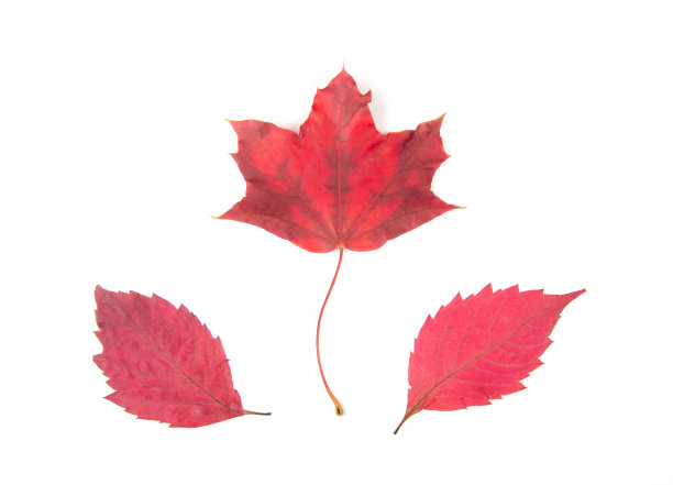 鲜红的秋叶在白色的背景上图片下载
