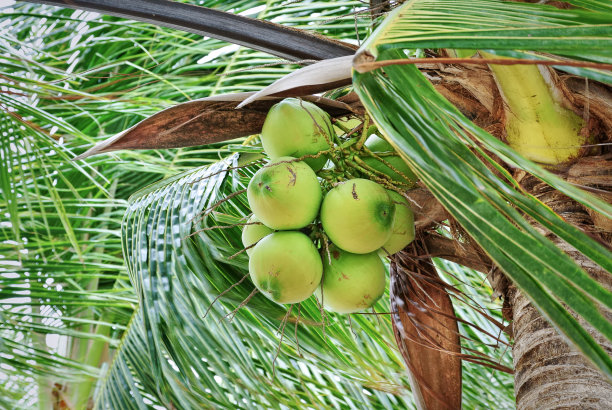 树上新鲜青椰子特写图片下载