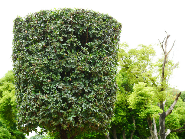 绿园花园图片下载