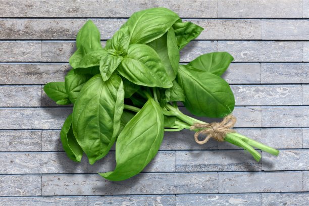 罗勒。图片下载