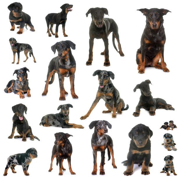 Beauce牧羊犬的合成图片图片下载