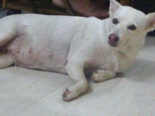 Pomerian狗图片下载