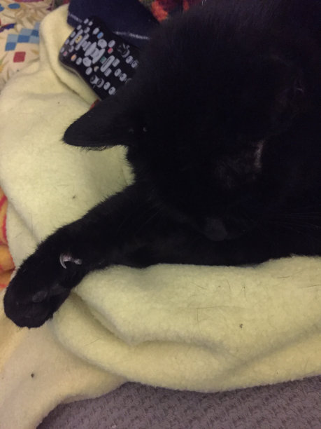 黑猫在家图片下载