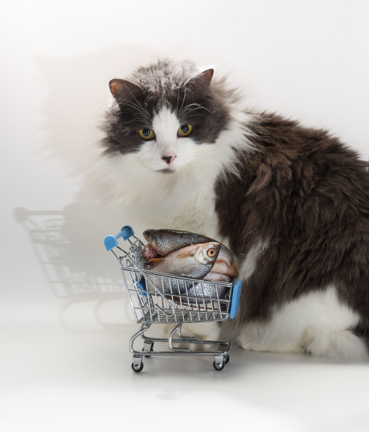 猫在购物车里玩冻鱼图片下载