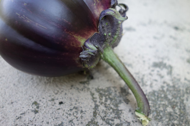 米托约茄子图片下载