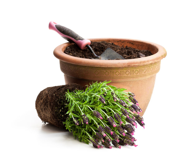 准备种植的薰衣草灌木图片下载