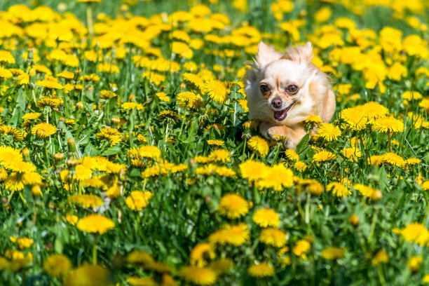 小吉娃娃跑在长满黄色蒲公英的绿色草地上图片下载