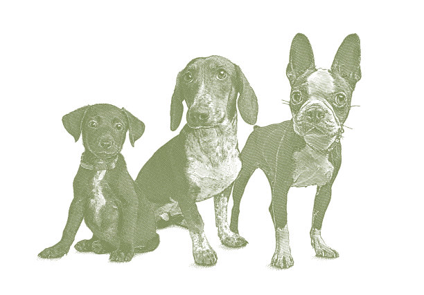 动物收容所的3只狗图片下载