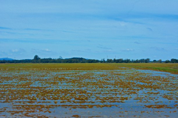 晋州、乡村景观图片下载