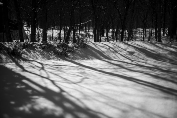 冬雪树影图片下载