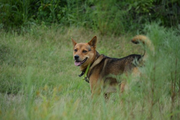 一只狗图片下载