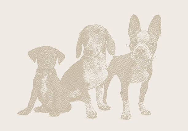 动物收容所的3只狗图片下载