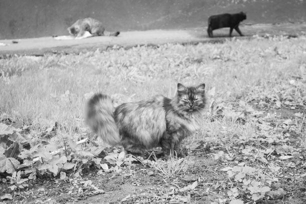 无家可归的猫图片下载
