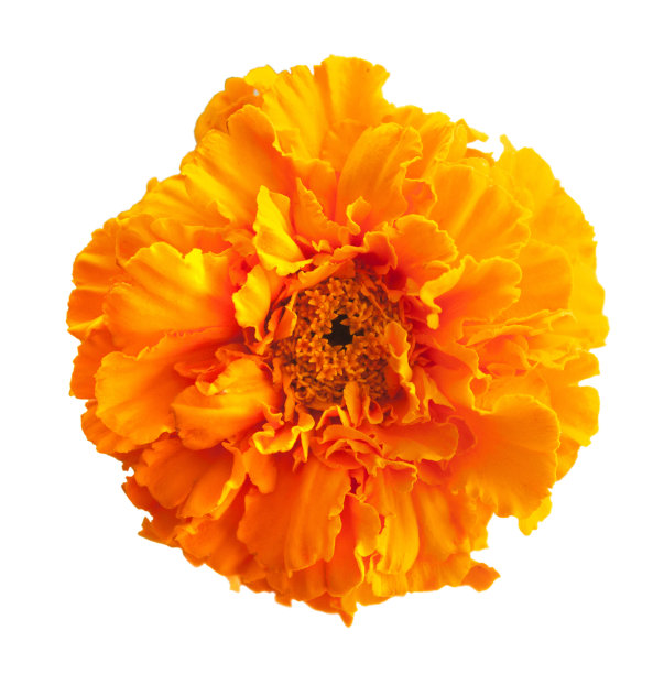 黄色的金盏花花图片下载