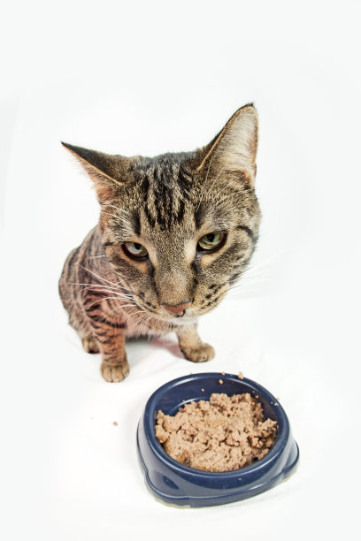 饿猫吃图片下载