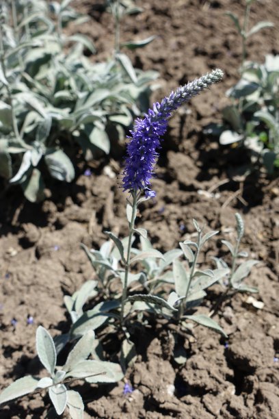 印加罗妮卡的花柱特写图片下载