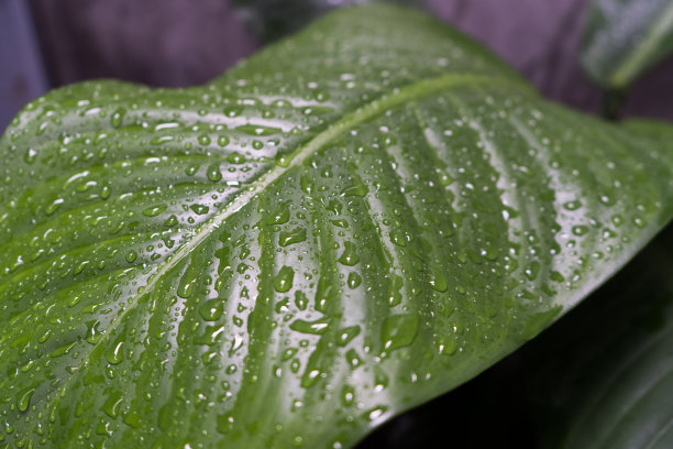 美丽的微距照片与水滴。艺术背景的桌面。图片下载