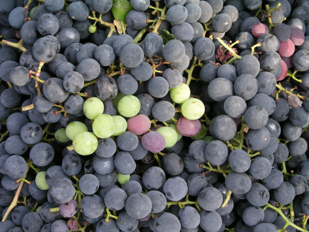 葡萄混合束图片下载