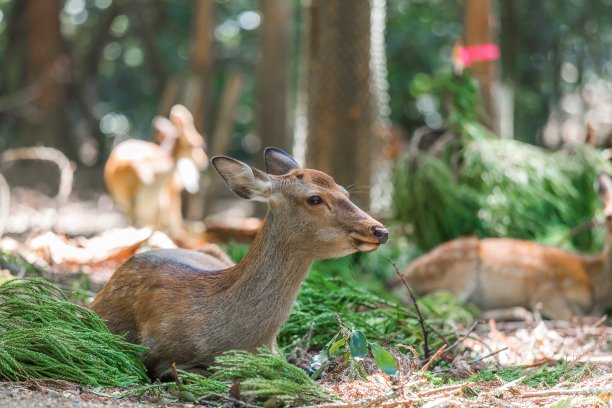 日本奈良的鹿图片下载