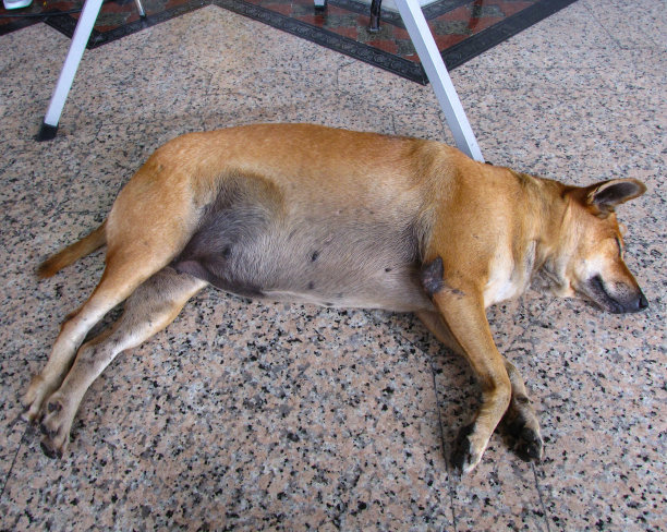 一只泰国狗在地板上睡觉图片下载