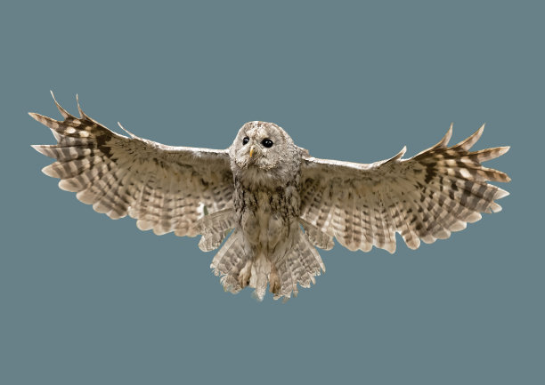 飞翔的猫头鹰图片下载