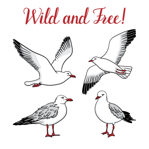 设置海鸥孤立在白色背景图片下载