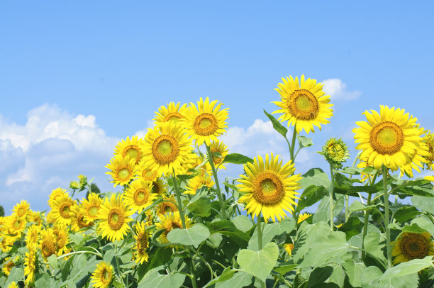 向日葵田和蓝天图片下载