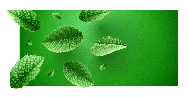 新鲜的绿色薄荷叶上的横幅设计与copyspace图片下载