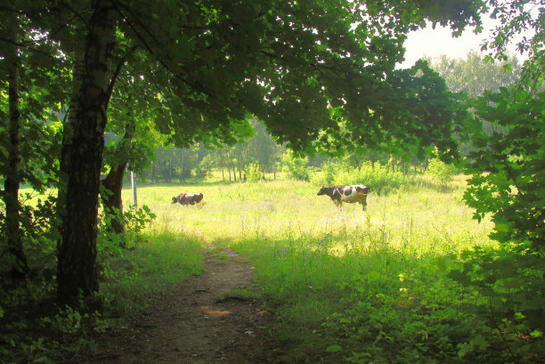 草地上的牛图片下载