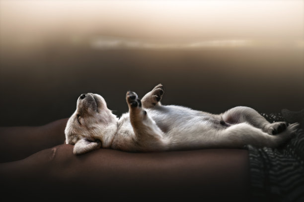 幼小可爱的黄色拉布拉多猎犬幼小的宠物趴在雌犬腿上睡觉-黑暗阴沉的气氛图片下载