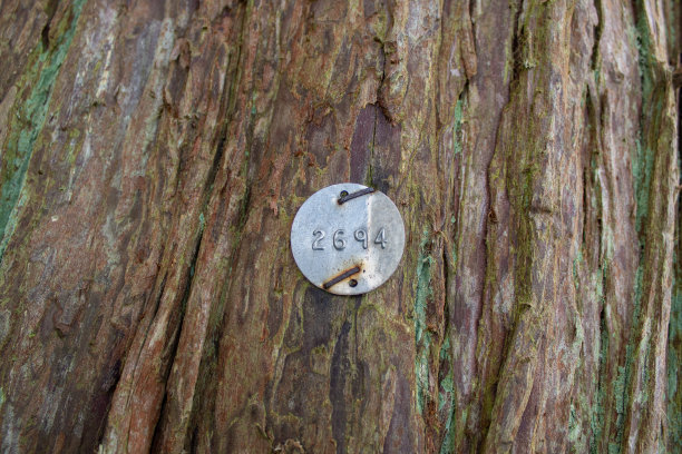 西部红杉树的识别标签图片下载