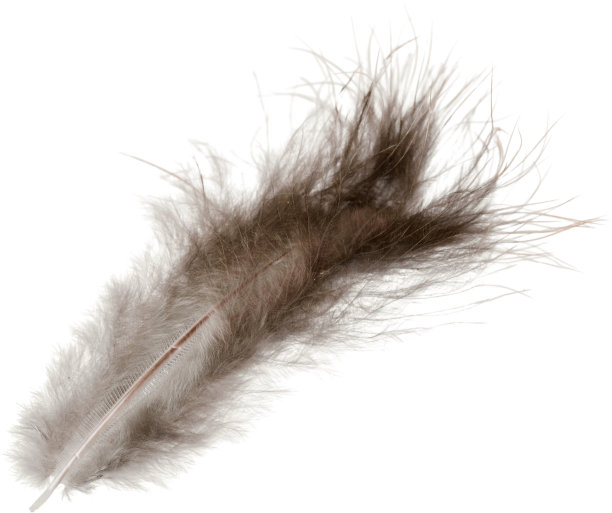 羽毛。图片下载