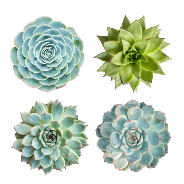 小型肉质植物孤立图片下载