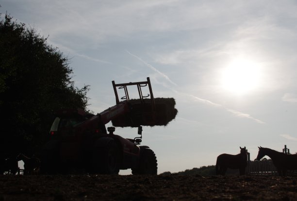 干草的马图片下载