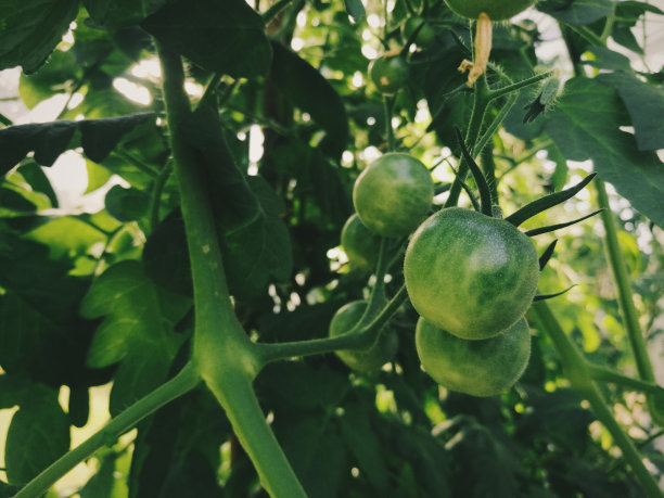 温室里的番茄图片下载