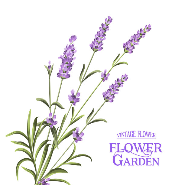 束薰衣草。图片下载