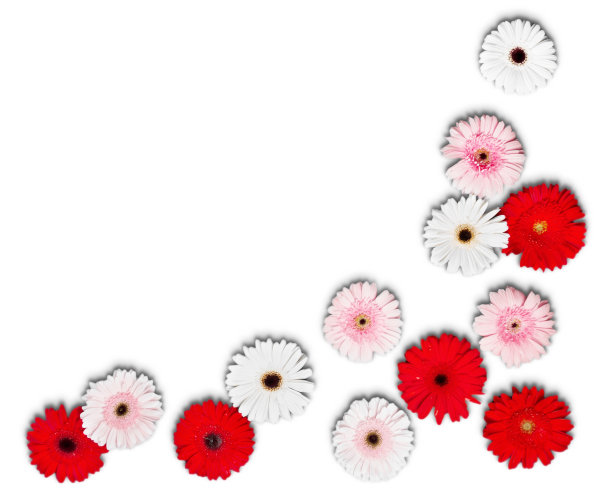 非洲菊雏菊。图片下载