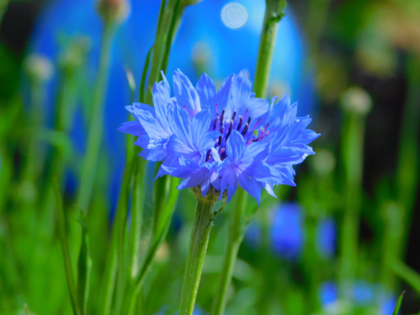 蓝色的呼吸图片下载