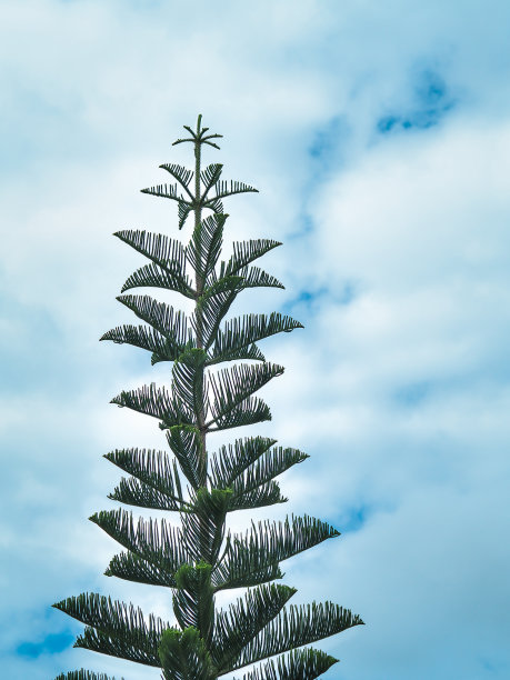 松树长到了蓝天。图片下载