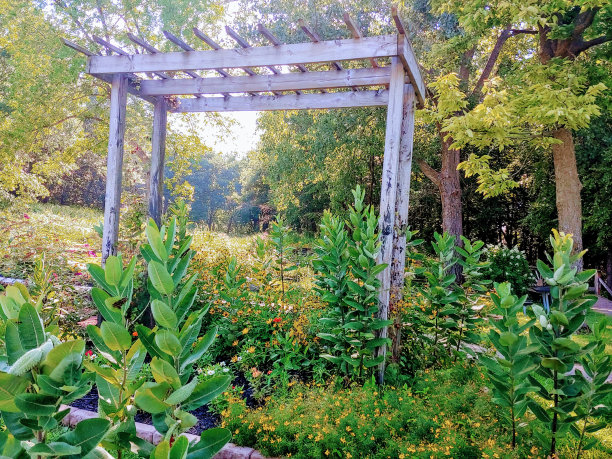 格子Amougst乳草属植物图片下载