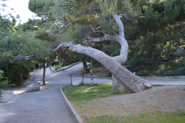 一棵很大的老松树树干斜倚在公园里的巷子上图片下载