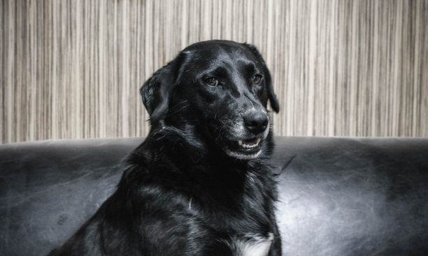 狗肖像图片下载