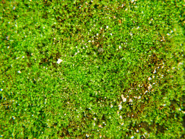 苔藓层结构图片下载